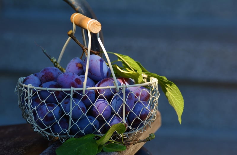 Hanging planters