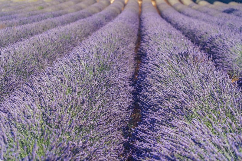 Lavender plant