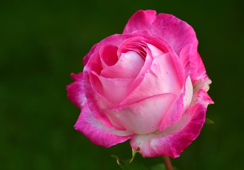 Rose plant