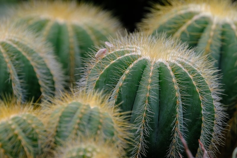 Succulent plant