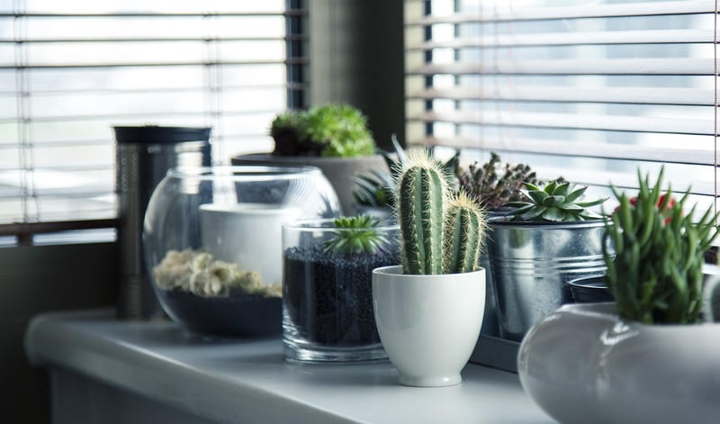 Succulent Frame